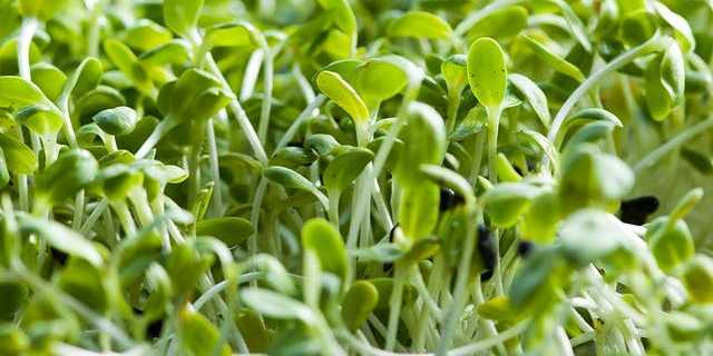 Sprouts