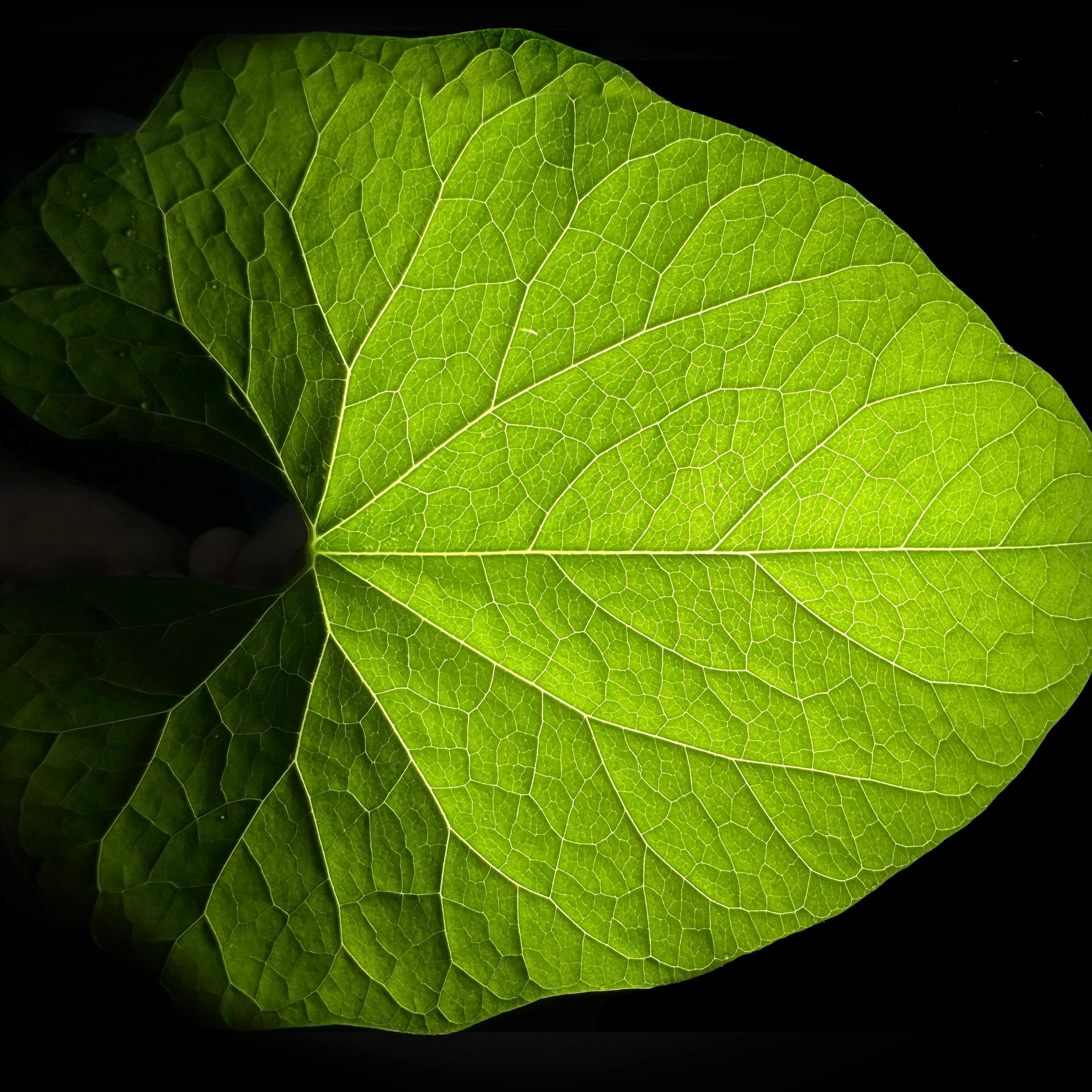 Exploring Rubisco's Efficiency: Can We Improve Photosynthesis?